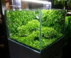 > an aquarium is a vivarium of any size having at least one transparent side where aquatic crops or animals are placed and displayed. Aquascaping Das Aquarium