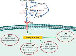 When renal blood flow is reduced, juxtaglomerular cells in the kidneys convert the precursor prorenin (already present in the blood) into renin and secrete it directly into circulation. Renin Angiotensin Blockade Combined With Natriuretic Peptide System Augmentation Circulation Heart Failure