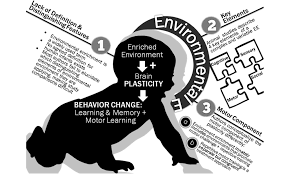 Enriched Environment Mitigates The Brain Disruptive Effects Of Prenatal Des Exposure