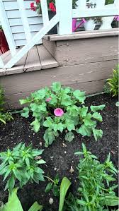 Image result for Clappertonia