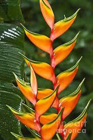 Heliconia Bihai Peachy Pink Art Print By Heiko Koehrer Wagner Heliconia Flower Heliconia Plant Planting Flowers