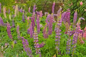 Flowers to plant now in texas. Growing Lupine Flowers Planting Caring For Lupinus Garden Design