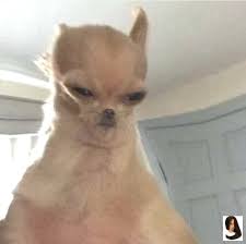 Animal Meme Face Notitle Cute Animal Memes Funny Dog Memes Funny Animal Memes