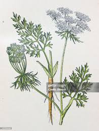 Image result for Daucus carota