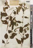 Image result for Triumfetta tomentosa