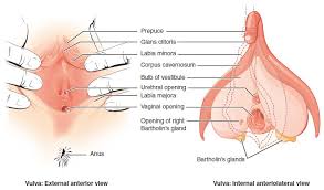 When awakened from his sleep, he would cry out which _the nearby animals into a state of terror. Human Sexual Anatomy And Physiology Noba