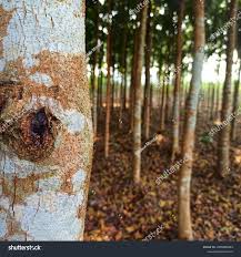 Image result for Khaya anthotheca