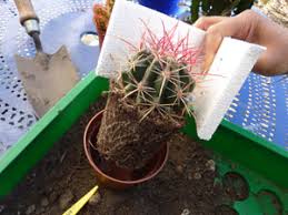 On accumule des pilea, on entasse des chlorophytum et on structure avec des cactus, ils apportent un côté exotique chic à une pièce … Quand Et Comment Rempoter Les Cactus
