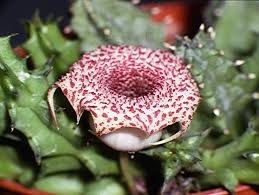 Image result for Huernia hislopii