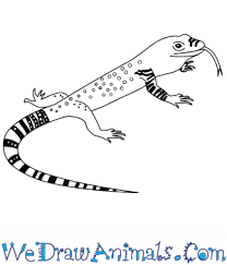 Dragons are mythical creatures that attract admiring and bewitched views of children. How To Draw A Baby Komodo Dragon