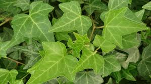 Image result for Hedera