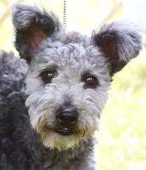 The Pumi S Coat Is A Combination Of Wavy And Curly Hair Forming Corkscrews Or Curls All Over The Body And Is Neve Pumi Dog Poodle Cross Breeds Beautiful Dogs