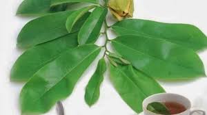 Kebaikan daun durian belanda ialah dapat mengatasi masalah sakit kerongkong, cirit birit, demam, mengurangkan masalah. 9 Manfaat Daun Durian Belanda Sebagai Air Rebusan Herbal Herbal Wanita