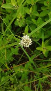 Image result for Cyperus dubius