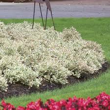2d face me my monet weigela #flowering_shrub #my_monet_weigela #weigela. Weigela My Monet My Monet Weigela Modern Landscaping Easy Care Plants
