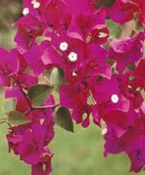 Originally opening in 1989, hotel don fernando de taos, tapestry by hilton, has six guest buildings that are laid out with a courtyard effect. Bougainvillea Don Fernando Buy Bougainvilleas Online Westdale Nursery