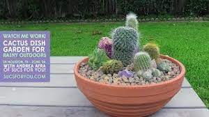 Maybe you would like to learn more about one of these? Cactus Dish Garden For Rainy Outdoors Youtube