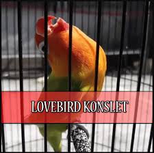 Racikan pakan & ramuan lovebird, dijamin konslet. Cara Bikin Lovebird Konslet Ngekek Terus Di Gantangan Moncer