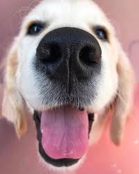 boop my nose on instagram booop thegoldenvega golden retriever boopmynose dog breeds golden retriever dogs