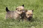 Norwich Terriers Puppies for Sale