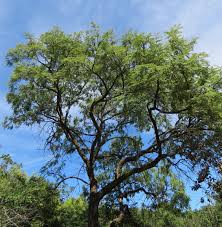 Image result for Acacia afra