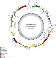 That it what trysdale was doing, which emphasizes the relation of the time. Frontiers Insights Into Chloroplast Genome Evolution Across Opuntioideae Cactaceae Reveals Robust Yet Sometimes Conflicting Phylogenetic Topologies Plant Science