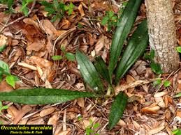 Image result for Oeceoclades maculata × quadriloba