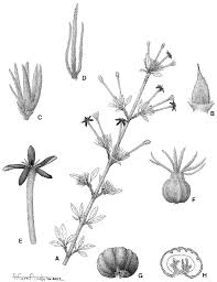 Image result for Tarenna sp. 53