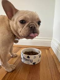 Everyone who has met Sienna says the same things… 🥰 “This is the most  amazing dog!” “She was so sweet and well behaved!!” “Isn't she wonderful?”  “Someone will hit the jackpot when