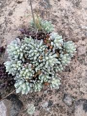 Image result for Calostephane divaricata