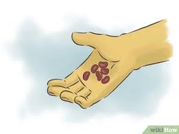 Growing kidney beans in containers: How To Grow Kidney Beans With Pictures Wikihow