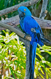 Birds For Sale In Florida Birds Photo Florida Birds This Photo Was Uploaded By Kaluphotography Birds Bird Photo Beautiful Birds