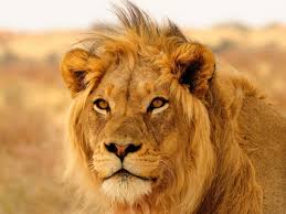 Lion prides can be as small as 3 or as big as 40 animals. How We Arrived At A 1 Billion Annual Price Tag To Save Africa S Lions