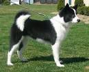 Karelian Bear Dog - Wikipedia
