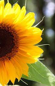 Introducing Phrases Praises Tucked In Sympathy Cover Plate Sunflower Happy Flowers Flowers Sunflowers And Daisies