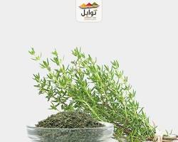 Image of الزعتر البري