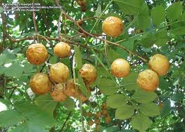 The leaf litter can change the nitrogen, aluminum and alkaline levels in the soil which causes unnecessary chemical changes in the ecosystem. Plantfiles Pictures Melia Species Bead Tree Cape Lilac Chinaberry Indian Lilac Persian Lilac Syringa Berrytree Melia Azedarach By Xenomorf