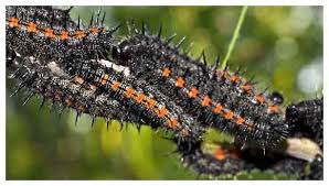464 likes · 3 talking about this. Spring Tree Pest Control In Toronto Tree Doctors Inc