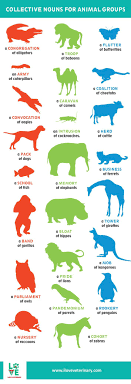 Collective Nouns For Animals Collective Nouns Animal Groups Animal Medicine