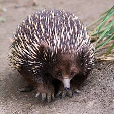 Echidna Weird Animals Animals Australia Animals