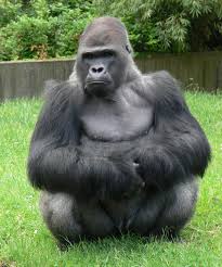 Also called an animal park or menagerie) is a facility in which animals are housed within enclosures, cared for, displayed to the public, and in some cases bred. Eine Stadt Zwei Zoos Ein Forderverein