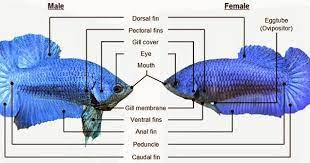 Kamu cukup membuat pasta dari aspirin yang ditumbuk halus, oleskan pada mata ikan, lalu diamkan semalaman. Keep It Up Dongibab Diskusi Cara2 Membiak Ikan Laga