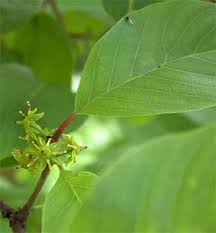 Image result for Berchemia discolor