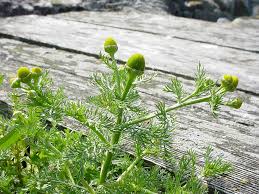 Image result for Dicoma arenaria