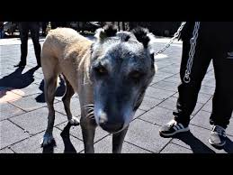 Kangal Kopeginin Zayif Noktasini Bir Bir Anlatti Youtube