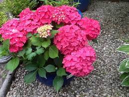 Pin On Flowers