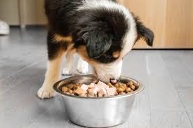 What Foods Can Puppies Eat?