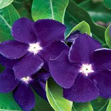 Vinca Sunstorm Purple Periwinkle Flower Seeds Annual 40 Flower Seeds Periwinkle Flower Periwinkle Flowers