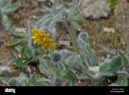 Image result for Macledium sessiliflorum