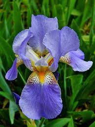 Exquisite Japanese Bearded Iris Iris Flowers Bearded Iris Pansies Flowers